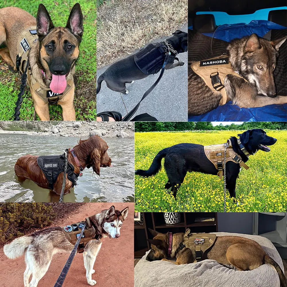 Nylon Dog Harness and Leash Set for Large Dogs Training Vest